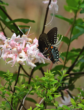 Spicebush Swallowtail